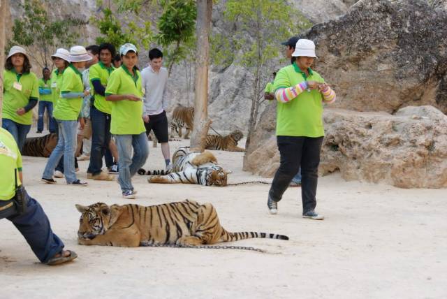 Tiger Temple_Kanchanaburi 58, Канчанабури