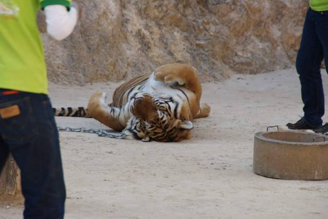 Tiger Temple_Kanchanaburi 39, Канчанабури