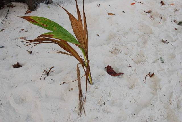 Koh Samet 087, Ко Самет