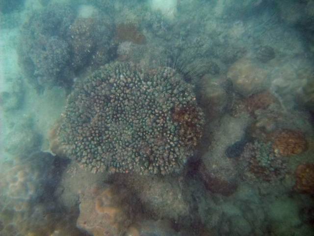 Koh Samet_ Underwater 13, Ко Самет