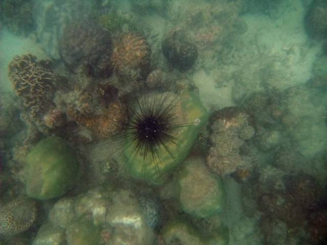 Koh Samet_ Underwater 14, Ко Самет