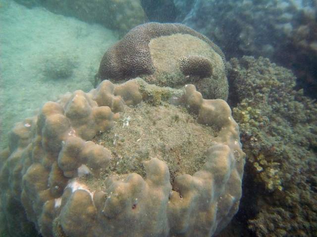 Koh Samet_ Underwater 17, Ко Самет