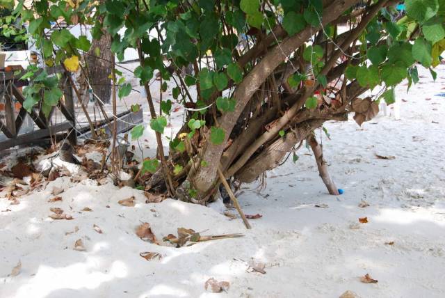 Koh Samet 088, Ко Самет