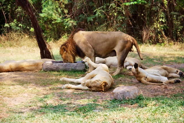 Safari World, Bangkok 47, Животные