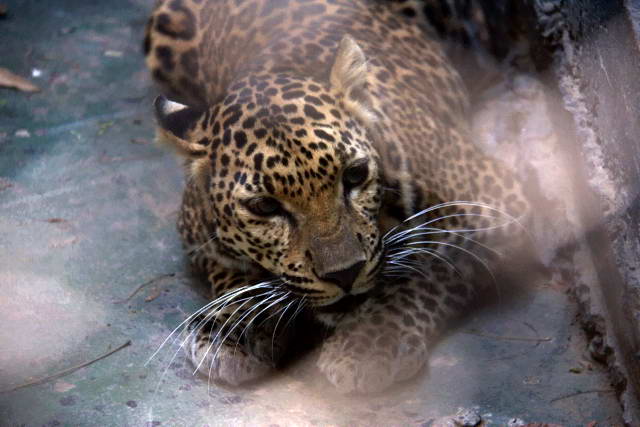 Safari World, Bangkok 89, Животные