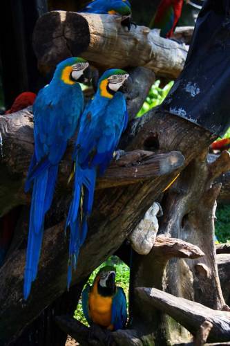 Safari World, Bangkok 75, Животные