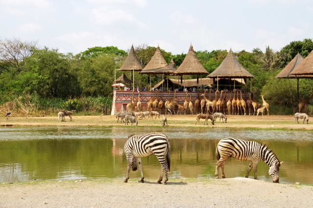 Safari World, Bangkok 20, Животные