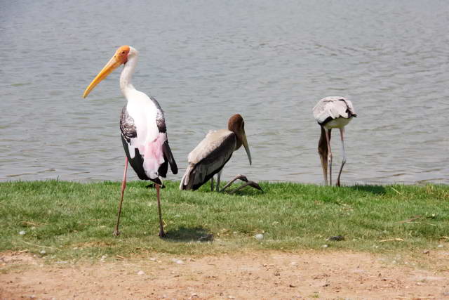 Safari World, Bangkok 14, Животные