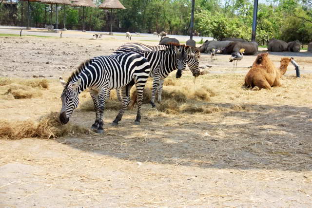 Safari World, Bangkok 23, Животные