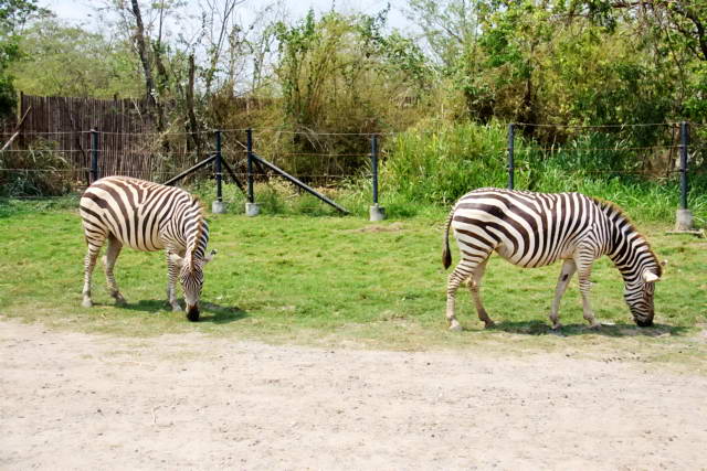 Safari World, Bangkok 05, Животные