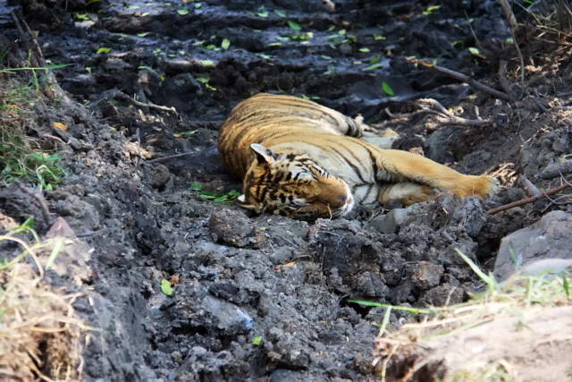 Safari World, Bangkok 59, Животные