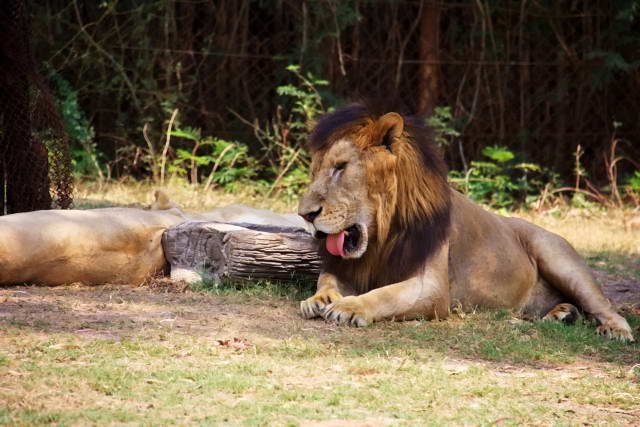 Safari World, Bangkok 53, Животные