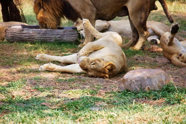 Safari World, Bangkok 44, Животные