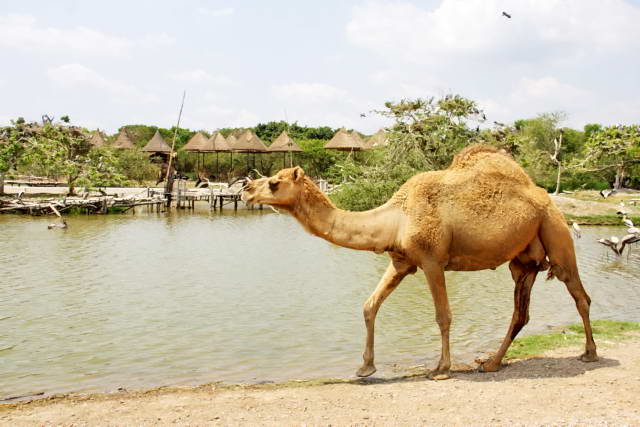 Safari World, Bangkok 15, Животные