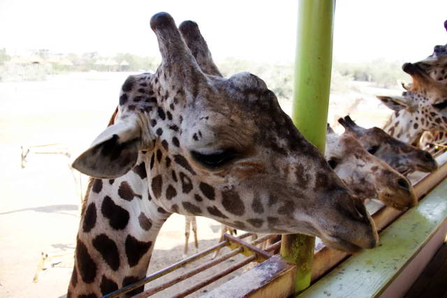 Safari World, Bangkok 86, Животные