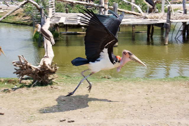 Safari World, Bangkok 19, Животные