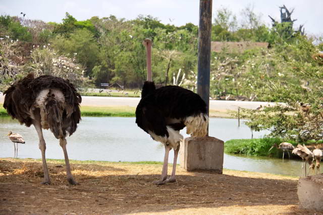 Safari World, Bangkok 10, Животные