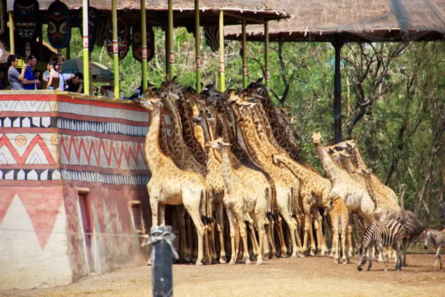 Safari World, Bangkok 27, Животные