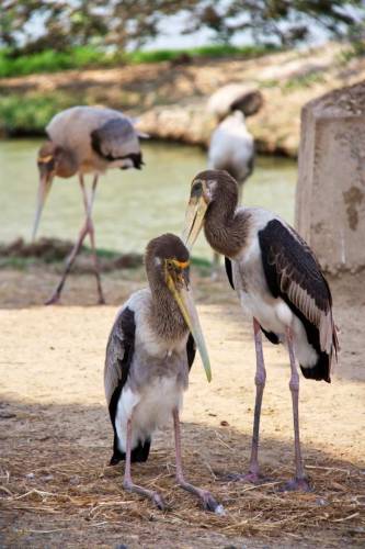 Safari World, Bangkok 12, Животные