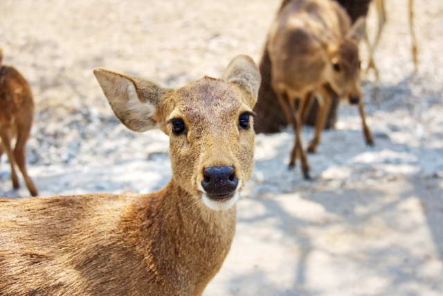 Safari World, Bangkok 32, Животные