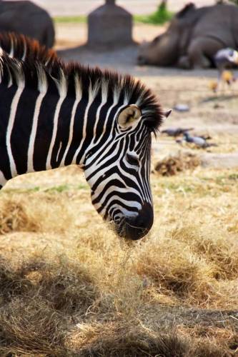 Safari World, Bangkok 22, Животные