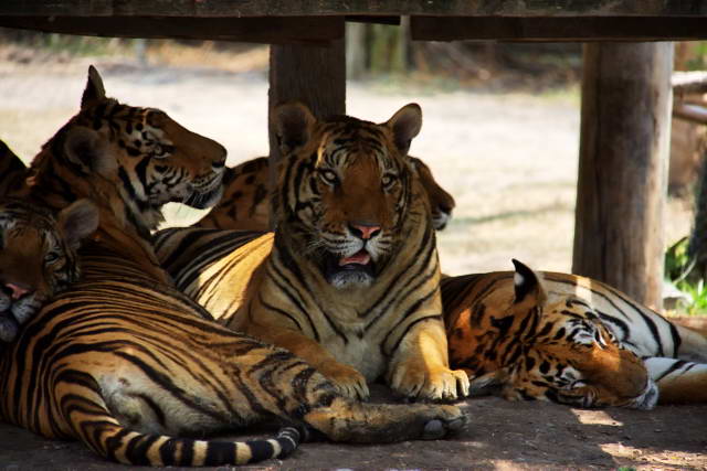 Safari World, Bangkok 58, Животные