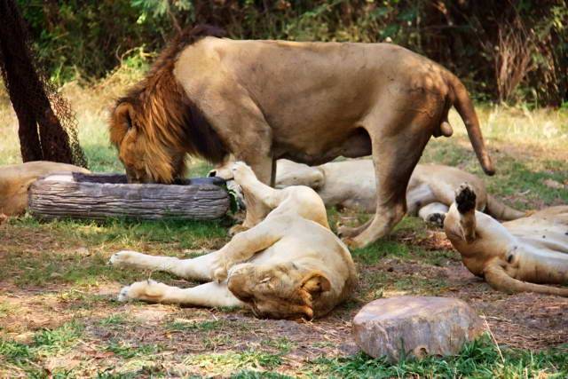 Safari World, Bangkok 46, Животные