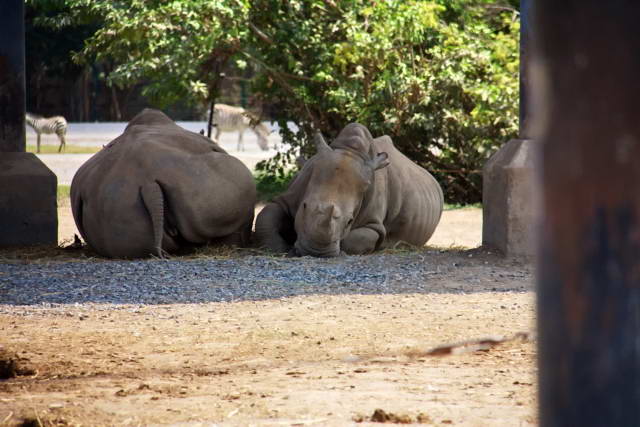 Safari World, Bangkok 24, Животные