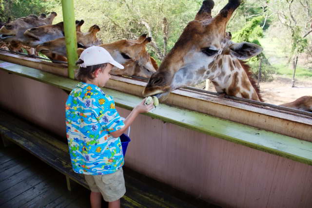 Safari World, Bangkok 85, Животные