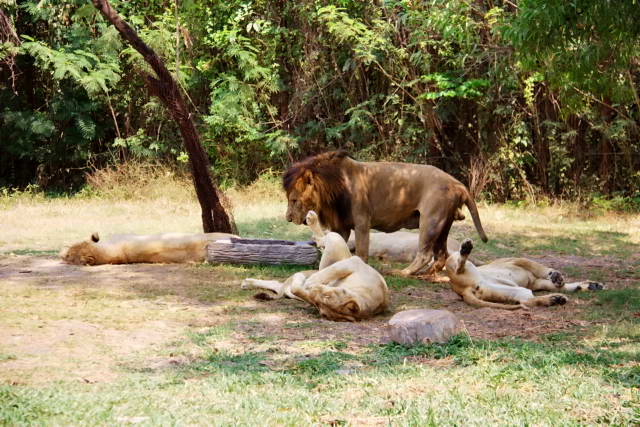 Safari World, Bangkok 43, Животные