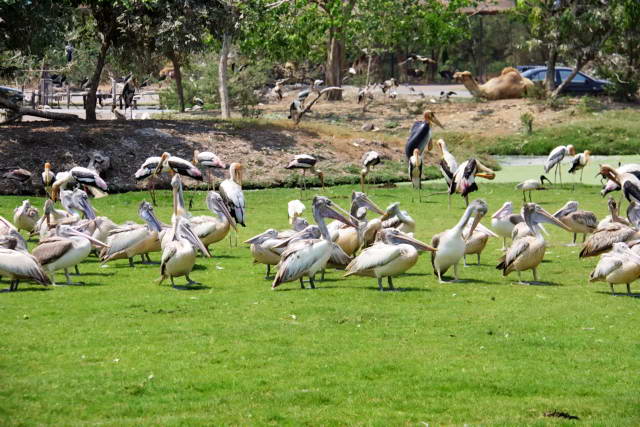 Safari World, Bangkok 01, Животные