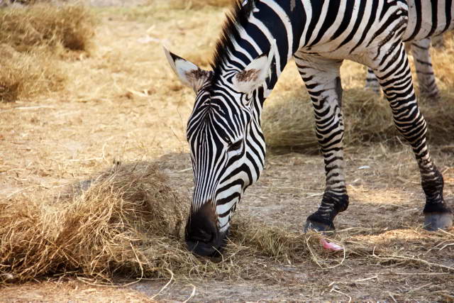 Safari World, Bangkok 21, Животные