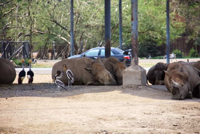 Safari World, Bangkok 07, Животные