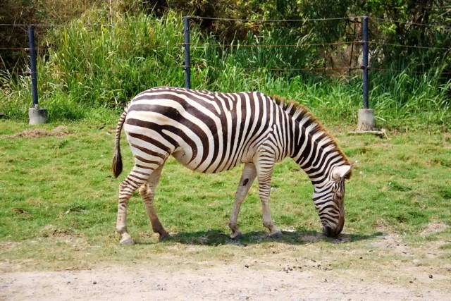 Safari World, Bangkok 04, Животные