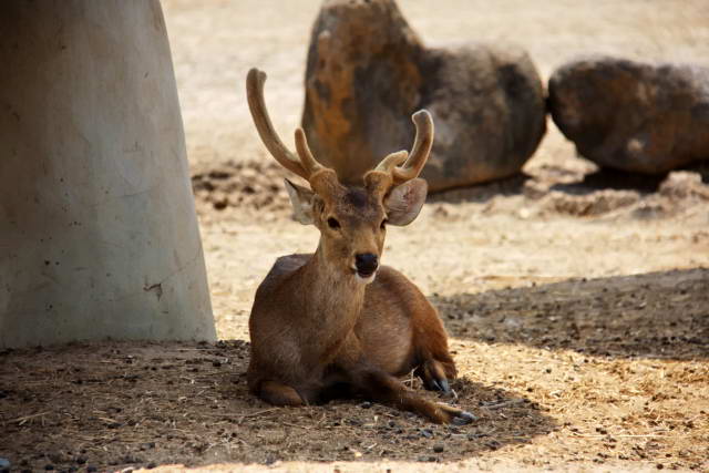 Safari World, Bangkok 34, Животные