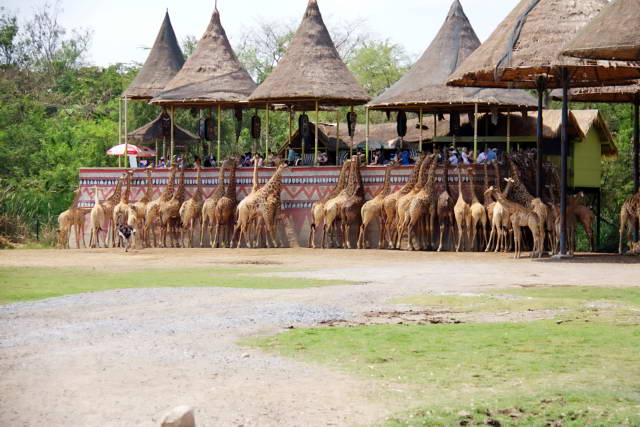 Safari World, Bangkok 17, Животные