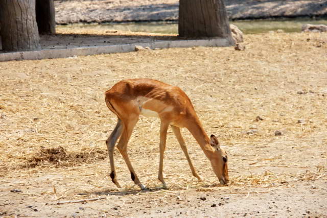 Safari World, Bangkok 30, Животные