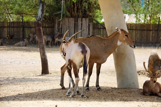 Safari World, Bangkok 35, Животные