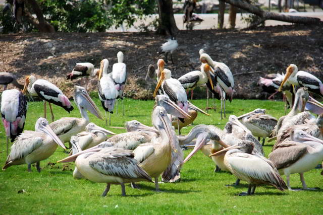 Safari World, Bangkok 02, Животные