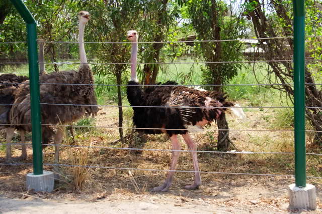 Safari World, Bangkok 03, Животные