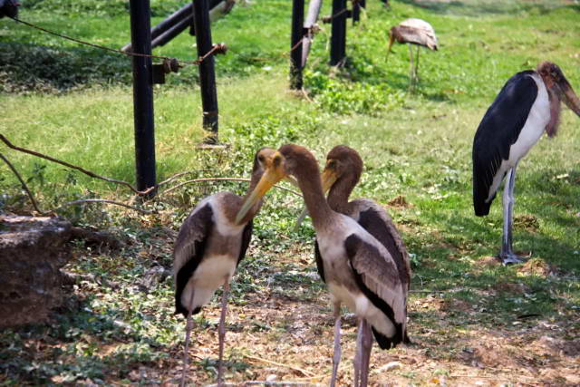 Safari World, Bangkok 25, Животные