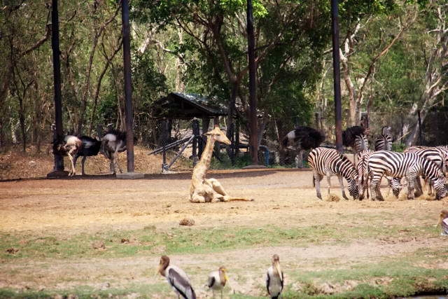 Safari World, Bangkok 28, Животные