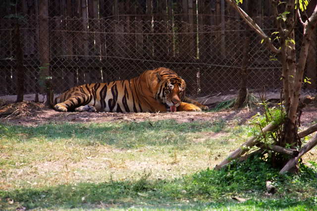 Safari World, Bangkok 60, Животные