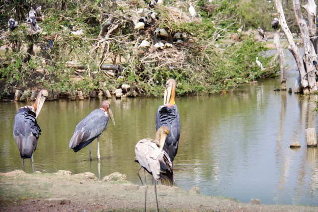 Safari World, Bangkok 26, Животные