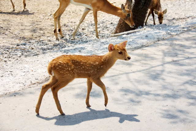 Safari World, Bangkok 31, Животные