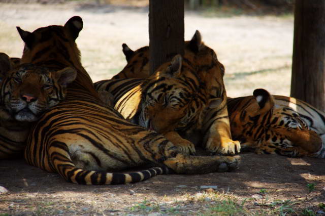 Safari World, Bangkok 56, Животные