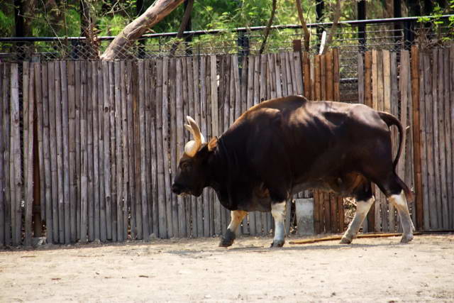 Safari World, Bangkok 42, Животные