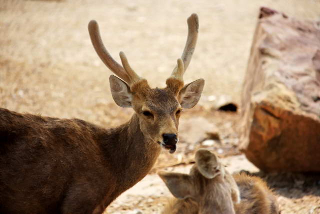 Safari World, Bangkok 37, Животные