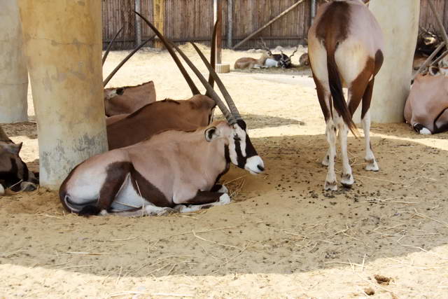 Safari World, Bangkok 61, Животные