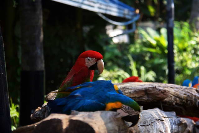 Safari World, Bangkok 76, Животные